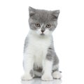 Sweet british shorthair cat sitting and looking away Royalty Free Stock Photo