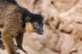 Sweet Brown Eyes of a Collared Brown Lemur