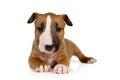 Sweet brown Miniature Bull Terrier puppy lying on a white background