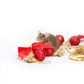 Sweet brown mouse sitting among red and gold Christmas decorations.