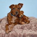 Sweet brown puppy snuggling with teddy bear on furry rug.