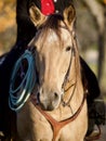 Sweet Buckskin Boy