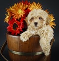 Sweet Buff Puppy With Fall Flowers