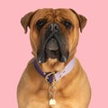 sweet bull mastiff dog with collar sitting and looking forward Royalty Free Stock Photo