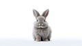 A sweet bunny with long ears