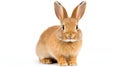 A sweet bunny with long ears