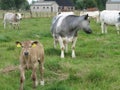 A sweet calf and cows in a green meadow in the dutch countryside