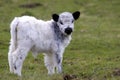 Sweet calf in white and black so lovely