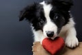 Sweet canine charm Border collie puppy smiles with a heart