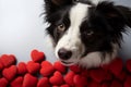 Sweet canine charm Border collie puppy smiles with a heart