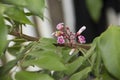 Sweet Carambola flower. Averrhoa carambola. belimbing buah