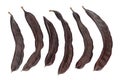 Sweet carob fruit Ceratonia siliqua