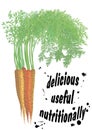 Sweet carrots. New crop