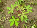 sweet cassava tree water drop in the garden Royalty Free Stock Photo