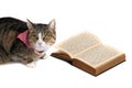 Sweet cat with bandana reading a book Royalty Free Stock Photo