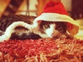 sweet cat with christmas cap
