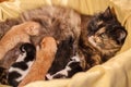 Sweet Cat family - just new born kittens with a mother cat. Red, black and white kittens.