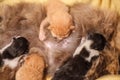 Sweet Cat family - just new born kittens with a mother cat. Red, black and white kittens.