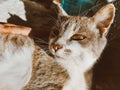 a sweet cat with gorgeous eyes and nose Royalty Free Stock Photo