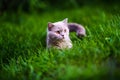 Sweet cat on green grass Royalty Free Stock Photo