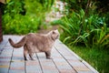 Sweet cat on green grass. British cat Royalty Free Stock Photo