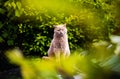 Sweet cat on green grass. British cat Royalty Free Stock Photo