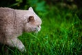 Sweet cat on green grass. British cat Royalty Free Stock Photo