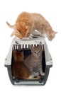 Sweet cat kittens in transport box Royalty Free Stock Photo