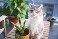 Sweet cat looking at screen next to plants. Royalty Free Stock Photo