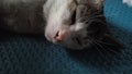 Sweet cat sleeping on the carpet Royalty Free Stock Photo