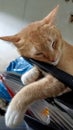 sweet cat sleeping on the motorcycle bumper