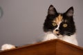 Sweet cat, tortoiseshell and white cat. Female lapjeskat. Calico cat. Royalty Free Stock Photo