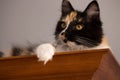 Sweet cat, tortoiseshell and white cat. Female lapjeskat. Calico cat. Royalty Free Stock Photo