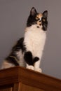 Sweet cat, tortoiseshell and white cat. Female lapjeskat. Calico cat. Royalty Free Stock Photo