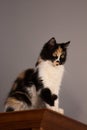 Sweet cat, tortoiseshell and white cat. Female lapjeskat. Calico cat. Royalty Free Stock Photo