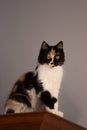 Sweet cat, tortoiseshell and white cat. Female lapjeskat. Calico cat. Royalty Free Stock Photo