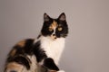 Sweet cat, tortoiseshell and white cat. Female lapjeskat. Calico cat. Royalty Free Stock Photo