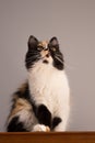 Sweet cat, tortoiseshell and white cat. Female lapjeskat. Calico cat. Royalty Free Stock Photo