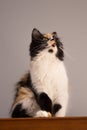 Sweet cat, tortoiseshell and white cat. Female lapjeskat. Calico cat. Royalty Free Stock Photo