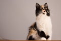 Sweet cat, tortoiseshell and white cat. Female lapjeskat. Calico cat. Royalty Free Stock Photo