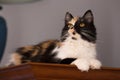 Sweet cat, tortoiseshell and white cat. Female lapjeskat. Calico cat. Royalty Free Stock Photo