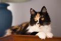 Sweet cat, tortoiseshell and white cat. Female lapjeskat. Calico cat. Royalty Free Stock Photo