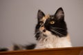 Sweet cat, tortoiseshell and white cat. Female lapjeskat. Calico cat. Royalty Free Stock Photo