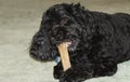 A cute Cavapoo dog also commonly known by the names Poodle x King Charles Cavalier Spaniel, Cavoodle and Cavoo eating a bone.