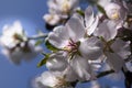 The Sweet Cheery Tree With White -Pink Flowers In The Spring, Closeup Royalty Free Stock Photo