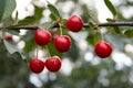 Sweet cherries Royalty Free Stock Photo