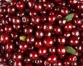 Sweet cherries background closeup Royalty Free Stock Photo