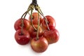 Sweet cherries on a branch isolated on white background. Fresh ripe berries Royalty Free Stock Photo