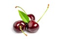Sweet cherries with cherry leaf isolated on a white background Royalty Free Stock Photo