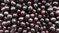 Sweet cherries close-up top view with copy space. Ripe sweet cherry fruit background. The texture of ripe cherries Royalty Free Stock Photo